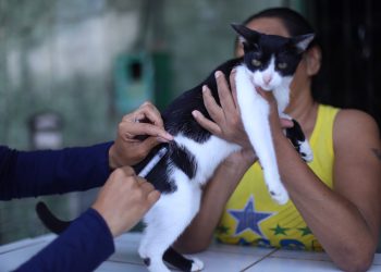 Campanha de Vacinação Antirrábica 2025 começa em Manaus