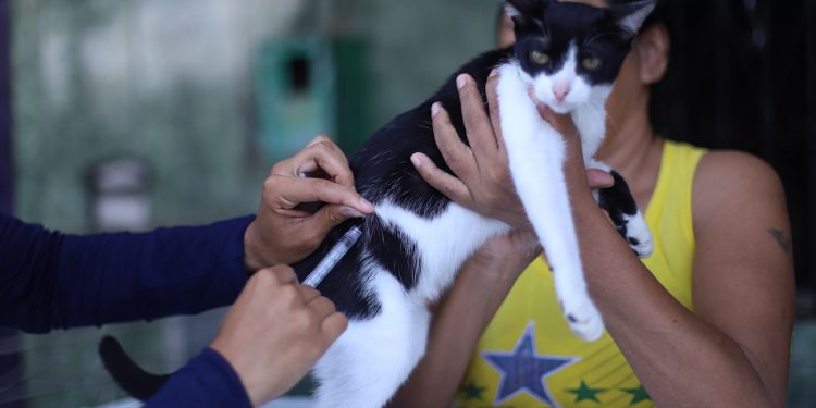 Campanha de Vacinação Antirrábica 2025 começa em Manaus