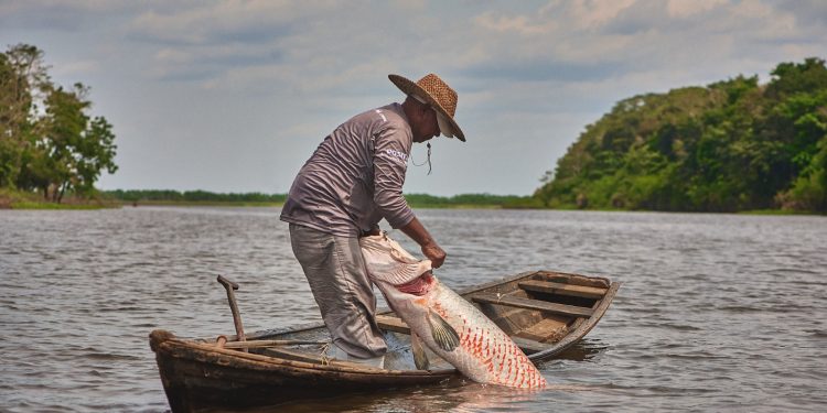 Pirarucu da Amazônia ganha sistema de rastreabilidade inovador