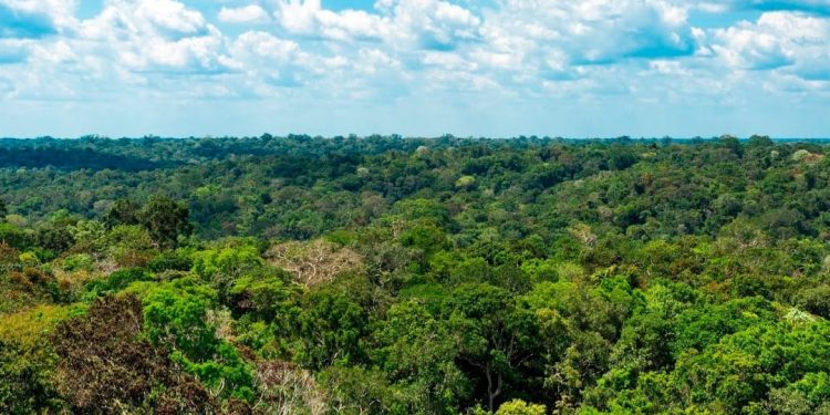 Amazonas registra menor número de focos de calor em 23 anos
