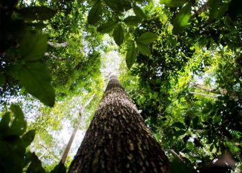 Diálogos Amazônicos discute o papel da Amazônia na economia verde