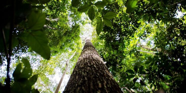 Diálogos Amazônicos discute o papel da Amazônia na economia verde