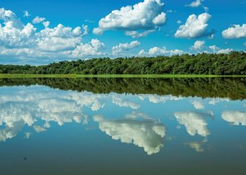 Recuperação da Mata Atlântica será destaque na COP30