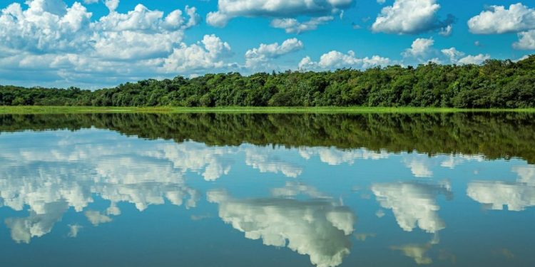 Recuperação da Mata Atlântica será destaque na COP30