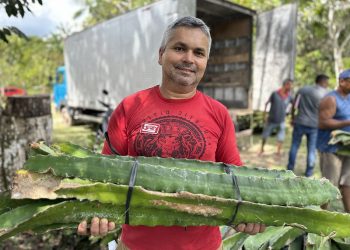 Prefeitura incentiva cultivo sustentável de Pitaya e fortalece agricultura familiar