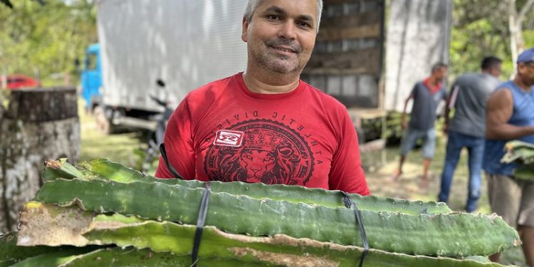 Prefeitura incentiva cultivo sustentável de Pitaya e fortalece agricultura familiar