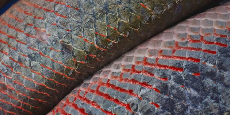 Edital Sociobioeconomia Amazônia seleciona redes para novos núcleos na região