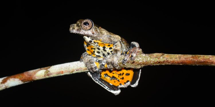 Save the Frogs promove guia ilustrado de anuros no Médio Solimões