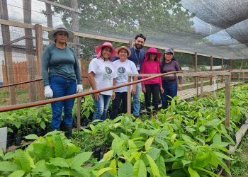 Idam incentiva produção sustentável com mudas de cacau e açaí em Boa Vista do Ramos