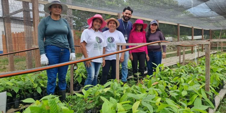 Idam incentiva produção sustentável com mudas de cacau e açaí em Boa Vista do Ramos
