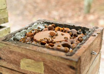 Meliponicultura cresce no Amazonas e já reúne 283 criadores licenciados pelo Ipaam