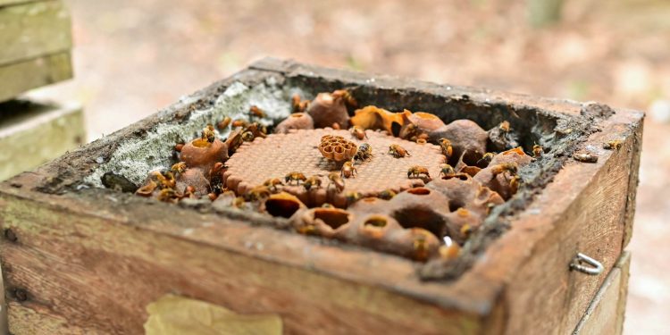 Meliponicultura cresce no Amazonas e já reúne 283 criadores licenciados pelo Ipaam