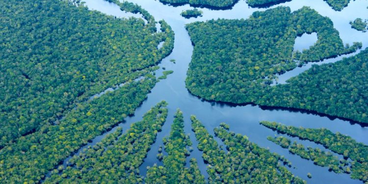 Redução do desmatamento no Amazonas: estado registra menor índice desde 2017