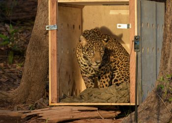 Onça-pintada resgatada no Amazonas é devolvida à natureza após operação inédita
