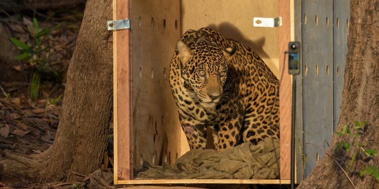 Onça-pintada resgatada no Amazonas é devolvida à natureza após operação inédita