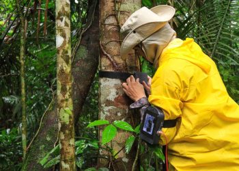 Projetos sustentáveis Amazônia COP30: UEA apresenta inovação, bioeconomia e tecnologia