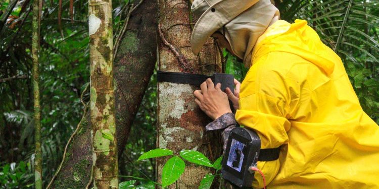 Projetos sustentáveis Amazônia COP30: UEA apresenta inovação, bioeconomia e tecnologia