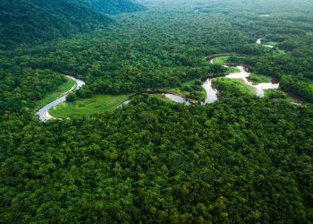 Restauração florestal BNDES: banco investe R$ 7 bi e planta 280 milhões de árvores