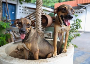 Programa Ração do meu pet em Manaus abre inscrições para tutores de baixa renda