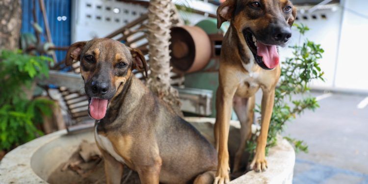 Programa Ração do meu pet em Manaus abre inscrições para tutores de baixa renda