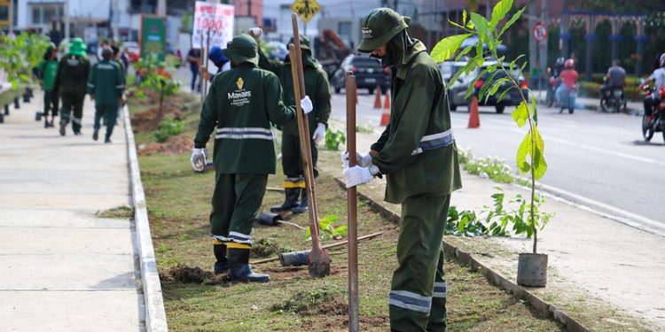Plantio de mudas em Manaus atinge marca histórica com mais de 30 mil árvores em 2025
