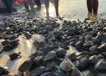 Soltura de Filhotes de Quelônios na RDS Uacari mobiliza comunidades do Médio Juruá