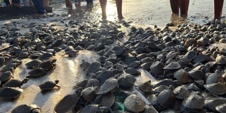 Soltura de Filhotes de Quelônios na RDS Uacari mobiliza comunidades do Médio Juruá