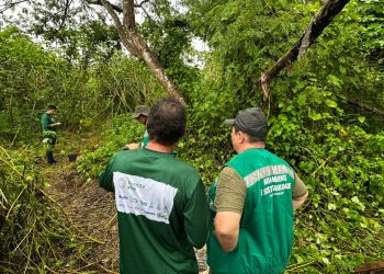 Restauração ecológica em Manaus recupera 70 hectares