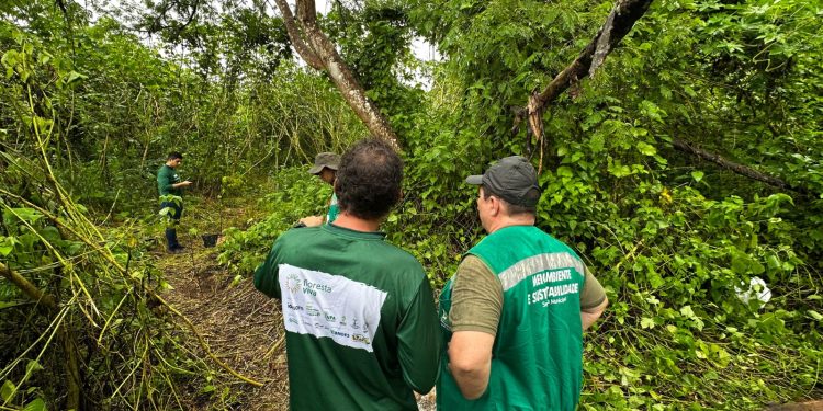 Restauração ecológica em Manaus recupera 70 hectares