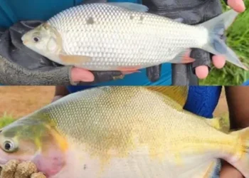 Piscicultura integrada na Amazônia aumenta produtividade e reduz impactos ambientais