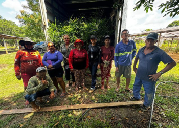 Com produção recorde no Amazonas, açaí passa a ser reconhecido oficialmente como fruta brasileira