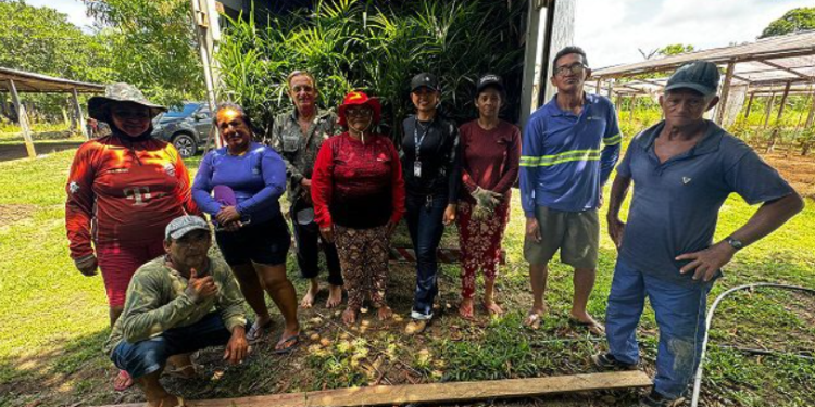 Com produção recorde no Amazonas, açaí passa a ser reconhecido oficialmente como fruta brasileira