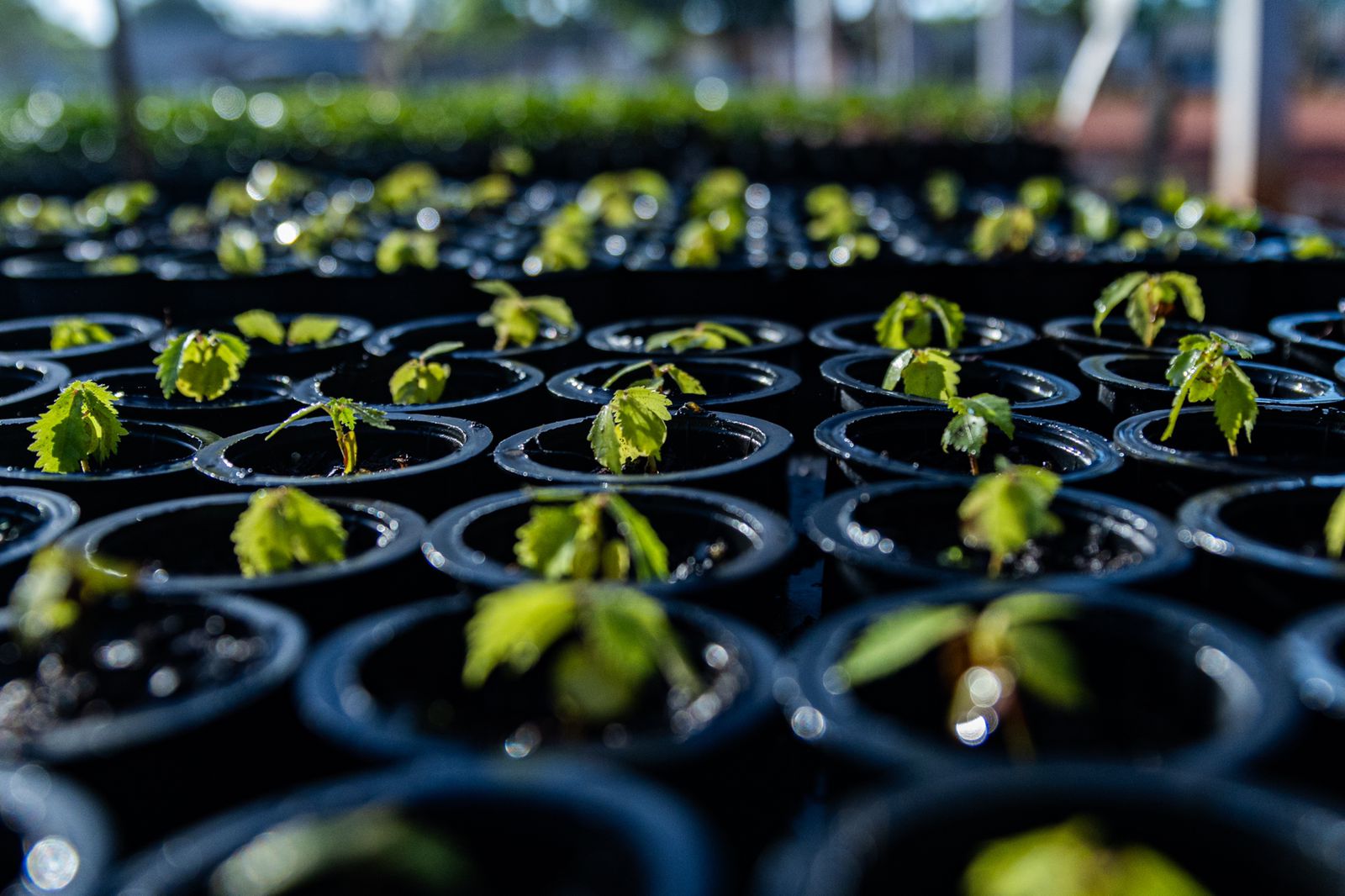 Investimento de US$ 100 milhões da Mineração Taboca impulsiona desenvolvimento mineral do Amazonas