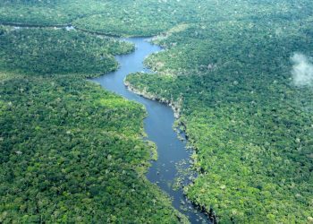 Desmatamento no Amazonas atinge menor nível em oito anos em 2025