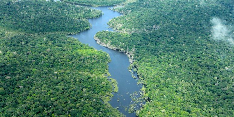 Desmatamento no Amazonas atinge menor nível em oito anos em 2025