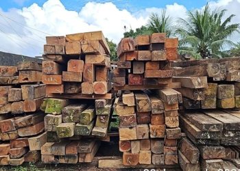 Doação de bens apreendidos pelo Ipaam: cadastro está aberto no Amazonas