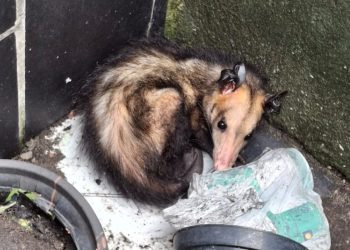 Resgate de animais silvestres em Manaus: Ipaam atende 389 ocorrências em 2025