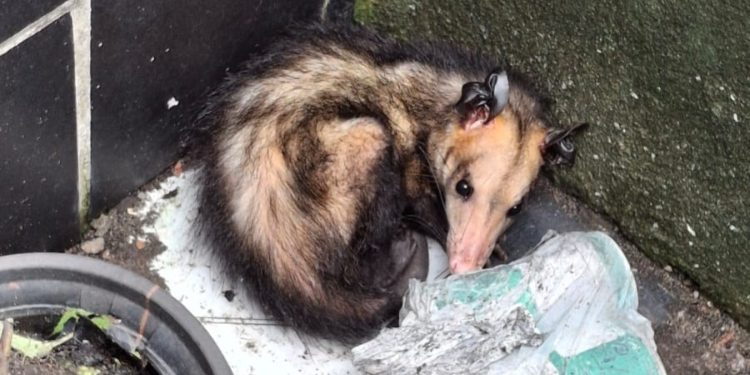 Resgate de animais silvestres em Manaus: Ipaam atende 389 ocorrências em 2025