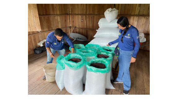 Produtores de cacau do rio Juruá ganham destaque internacional com prêmio de chocolate premium