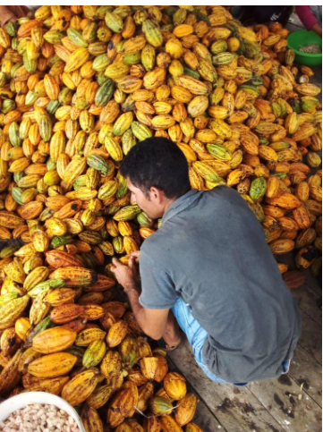 Produtores de cacau do rio Juruá ganham destaque internacional com prêmio de chocolate premium