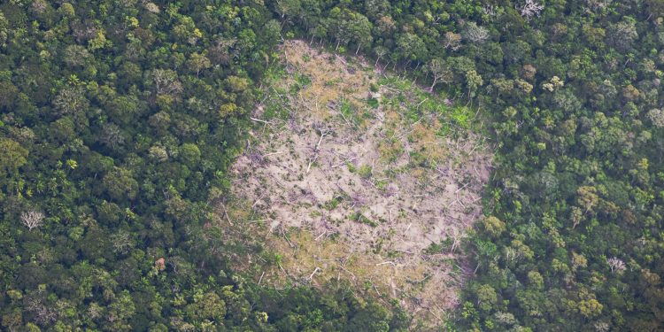 Amazonas concentra 8 das 10 terras indígenas mais desmatadas em 2025, aponta Imazon