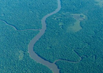 Bioeconomia 4.0 pode transformar a Amazônia em polo global de inovação