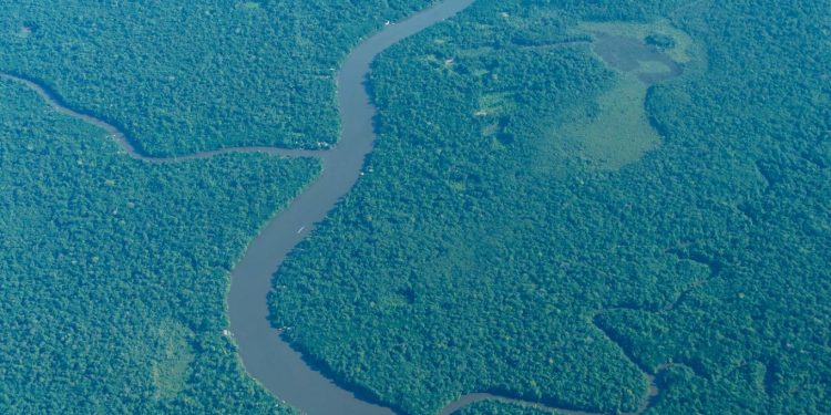 Bioeconomia 4.0 pode transformar a Amazônia em polo global de inovação