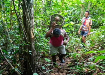 Bioeconomia amazônica conecta 5 mil produtores ao mercado nacional e global