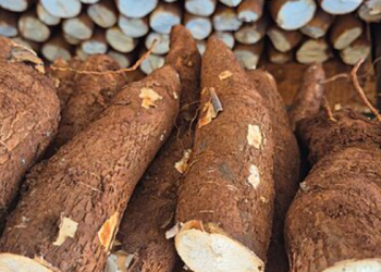 Bioplásticos com amido de mandioca surgem como alternativa sustentável para novas embalagens