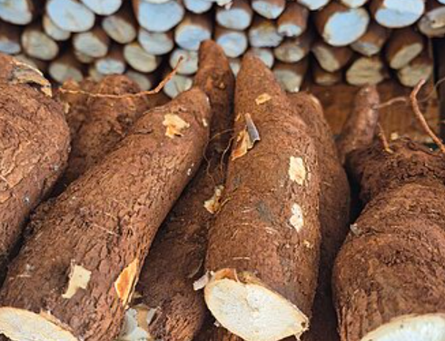 Bioplásticos com amido de mandioca surgem como alternativa sustentável para novas embalagens