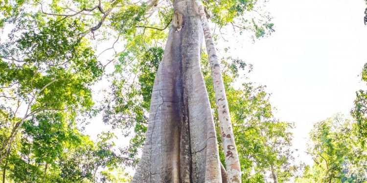 Desmatamento coloca em risco área das maiores árvores da Amazônia