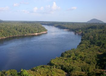 Fapeam e Fapesp lançam edital conjunto para pesquisas em sociobiodiversidade amazônica