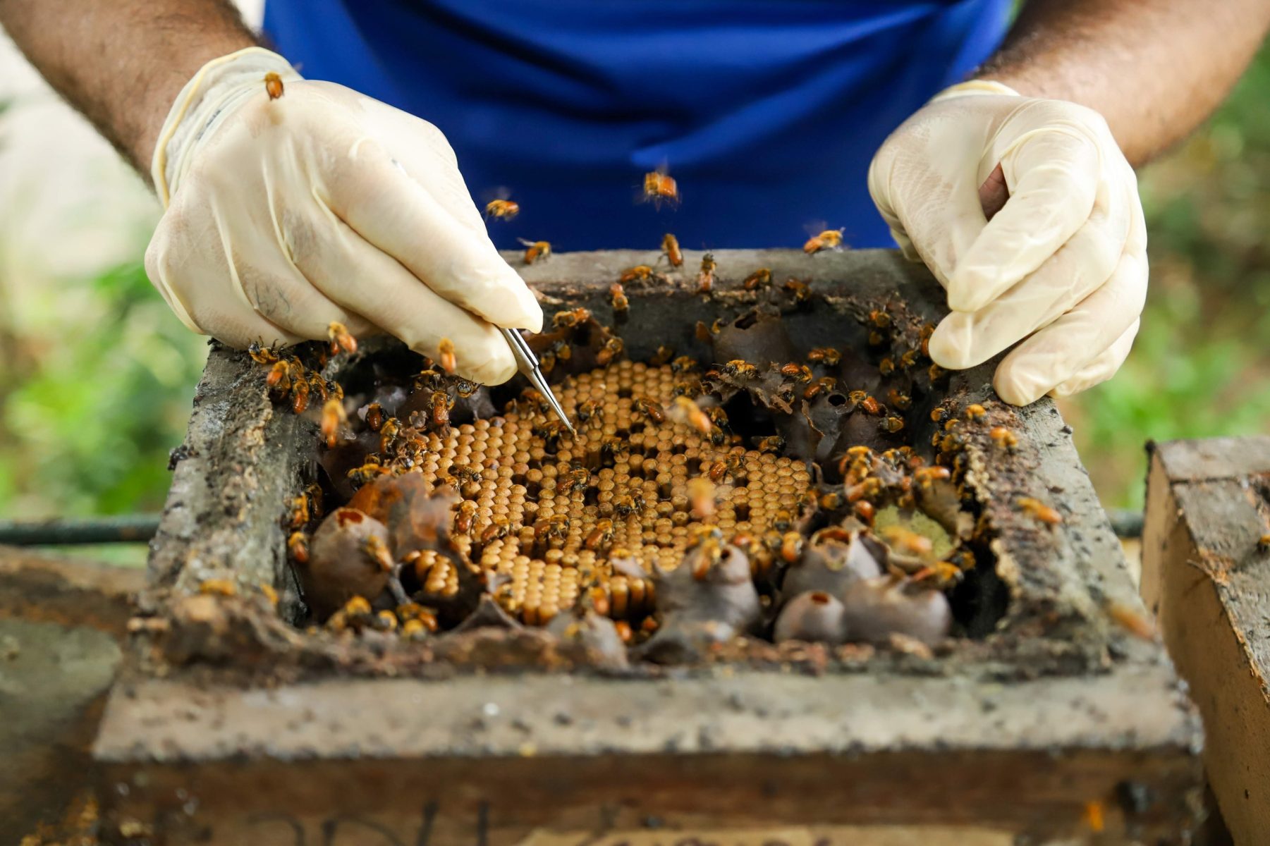 Fapeam lança três editais com R$ 5,8 milhões para pesquisa e inovação no Amazonas