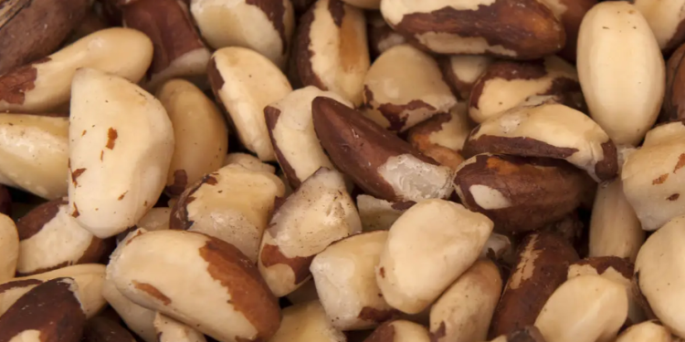 Mulheres e povos indígenas impulsionam produção sustentável de castanha no interior do Amazonas